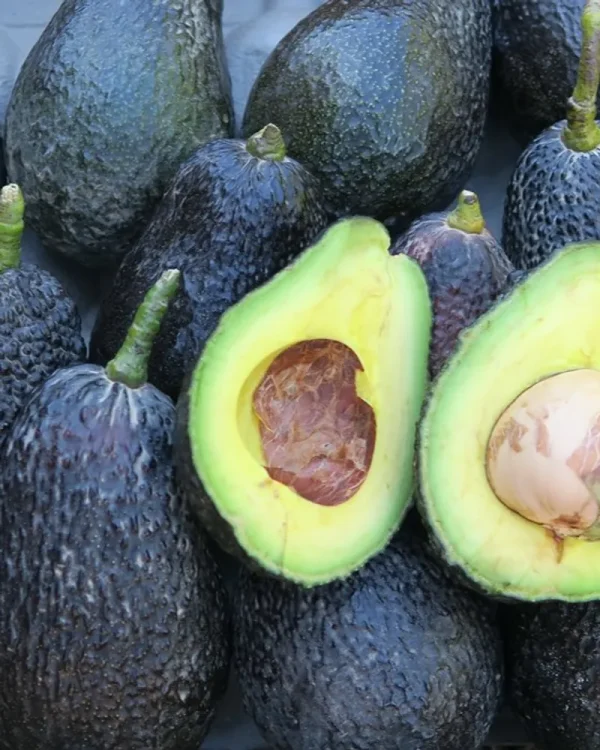 Fuerte Avocados - Image 4