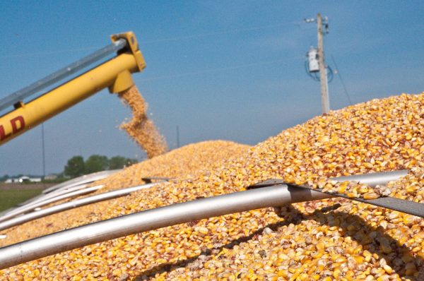 Yellow Corn/Maize