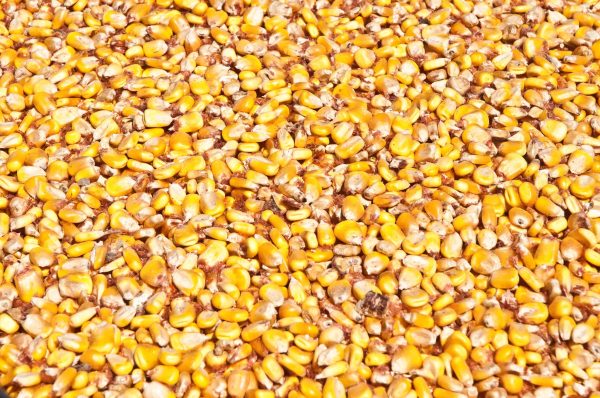 Yellow Corn/Maize - Image 5