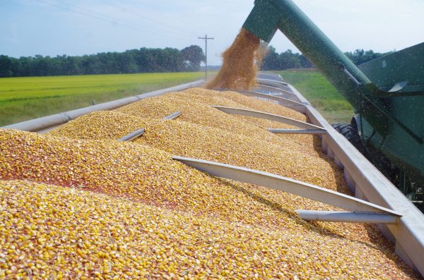 Yellow Corn/Maize - Image 2