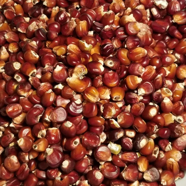 Red Corn/Maize