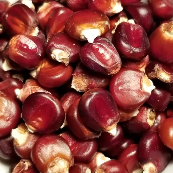Red Corn/Maize - Image 4