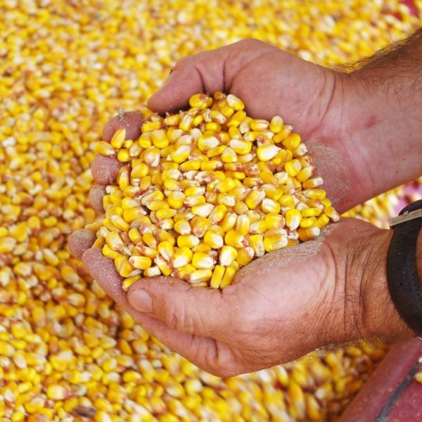 Yellow Corn/Maize - Image 3