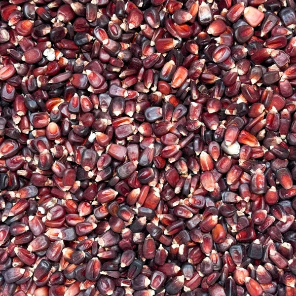 Red Corn/Maize - Image 3