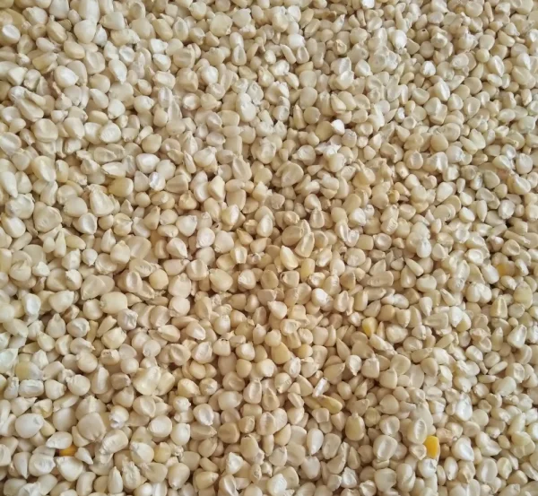 White Corn/Maize - Image 3