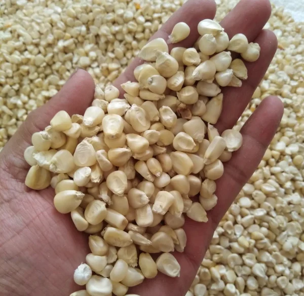 White Corn/Maize