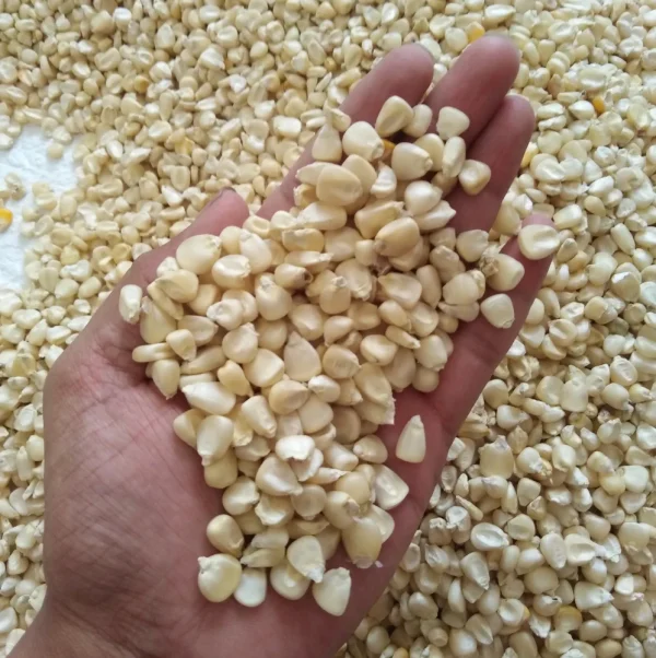 White Corn/Maize - Image 2